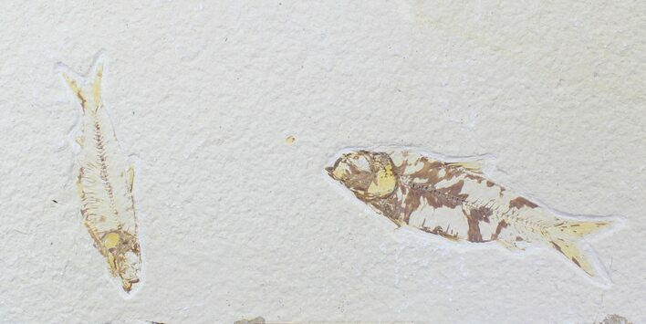 Bargain Knightia Fossil Fish Plate - x #20473